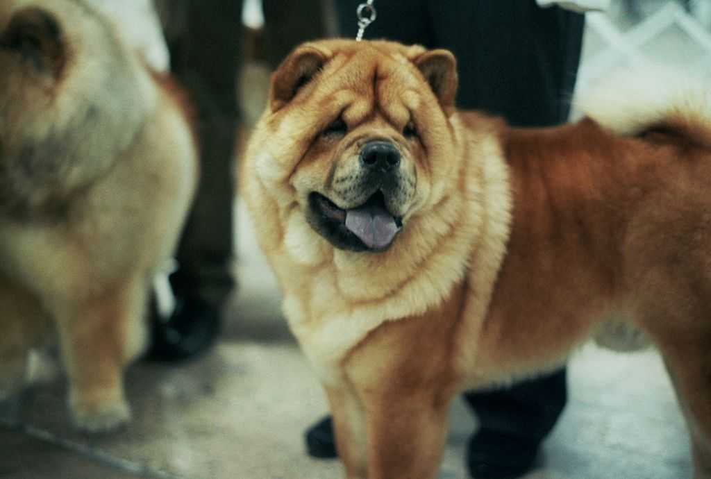 Чау-чау: характер и фото, уход, содержание, цена щенка