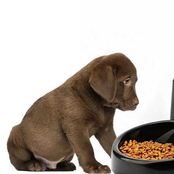 Как перевести собаку на сухой корм с натуралки: правильно и без стресса
