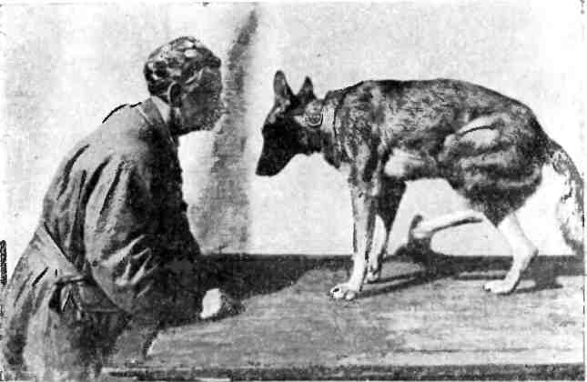 Основы зоопсихологии собак: эмоции животного и отношения с человеком