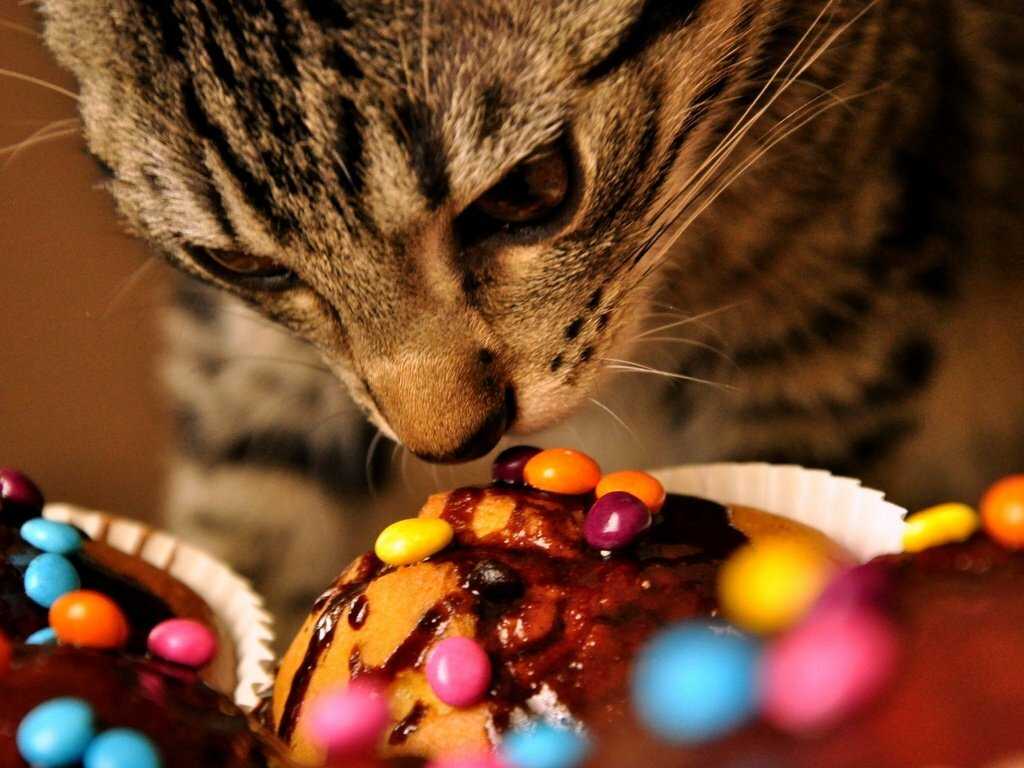 Можно ли кошкам сладкое, интересуются многие хозяева, видя, как их питомец с аппетитом уплетает пирожное, шоколад или мороженое, которыми его угостили