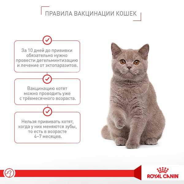 Прививки кошкам и котятам: график, вакцины, сроки и основные правила