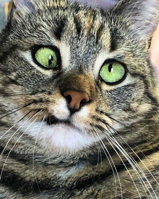 Кошка с косыми глазами какая порода