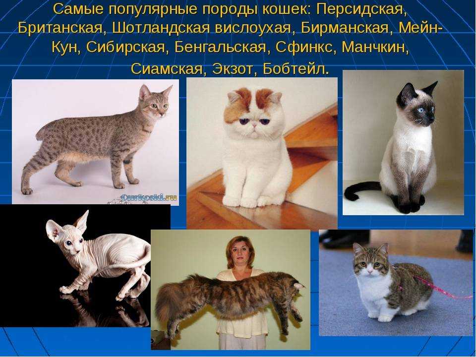 Самые гипоаллергенные породы кошек: фото, названия