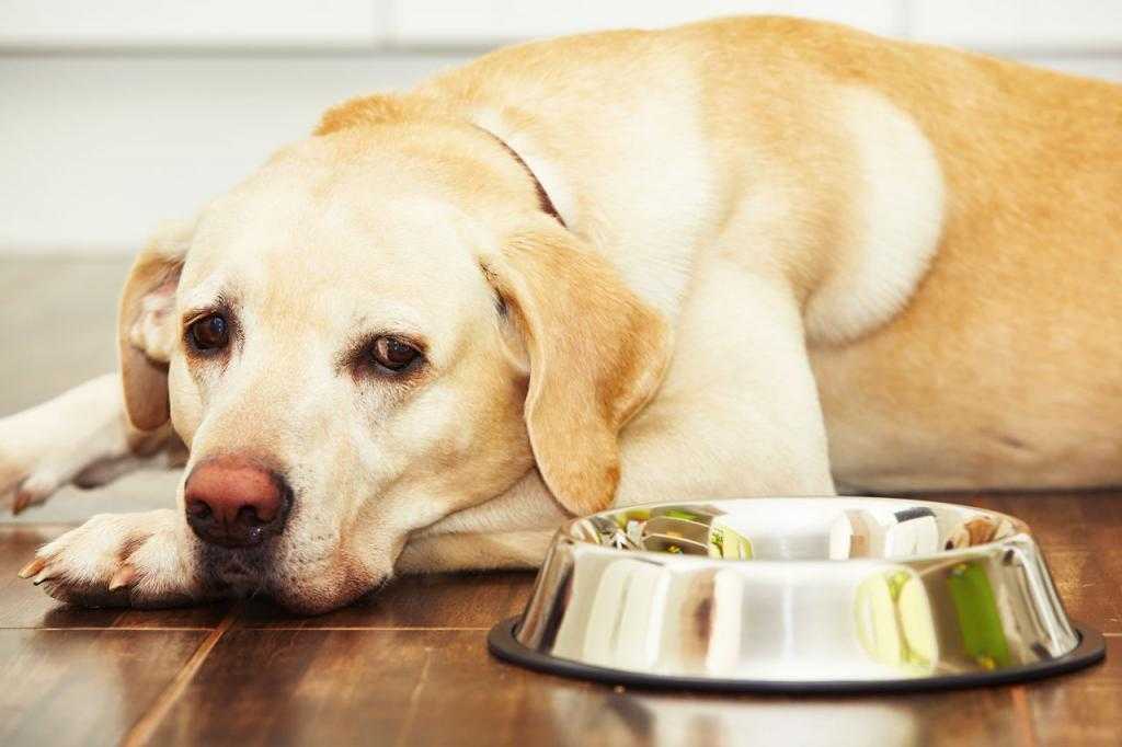 Собака гадит дома: как отучить взрослую собаку или щенка