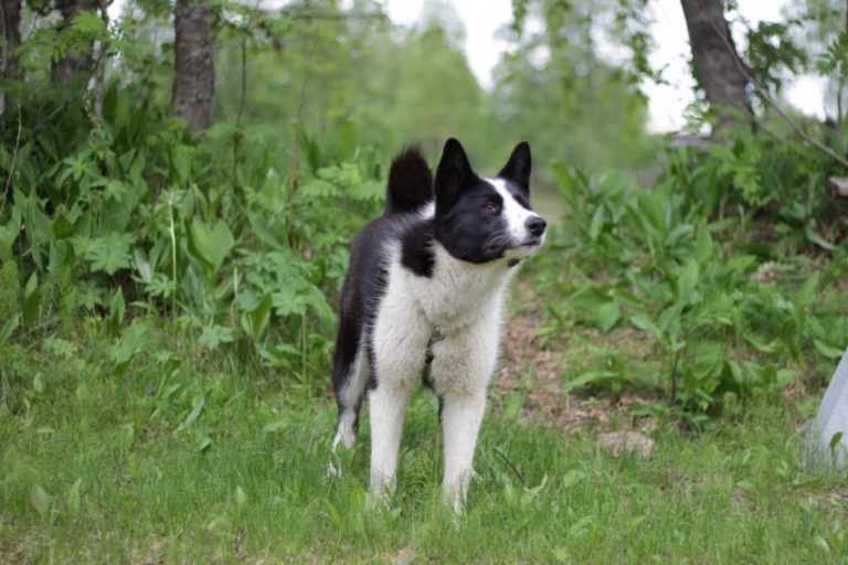 ᐉ описание породы карельская медвежья собака - ➡ motildazoo.ru