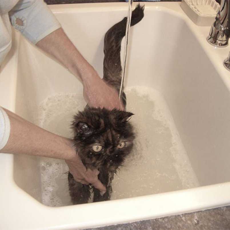 Правила и рекомендации, как купать кота