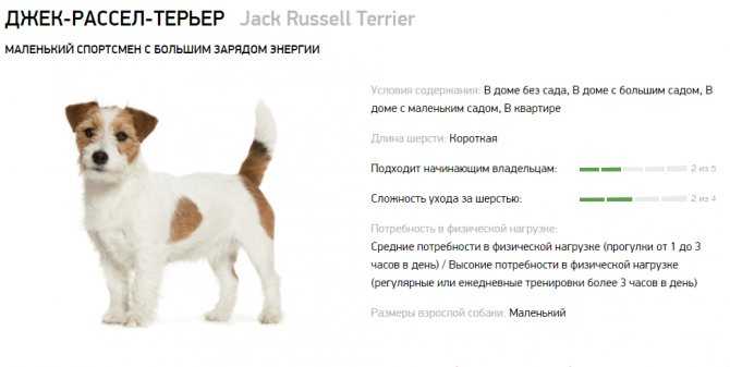 Парсон-рассел-терьер: все о собаке, фото, описание породы, характер, цена
