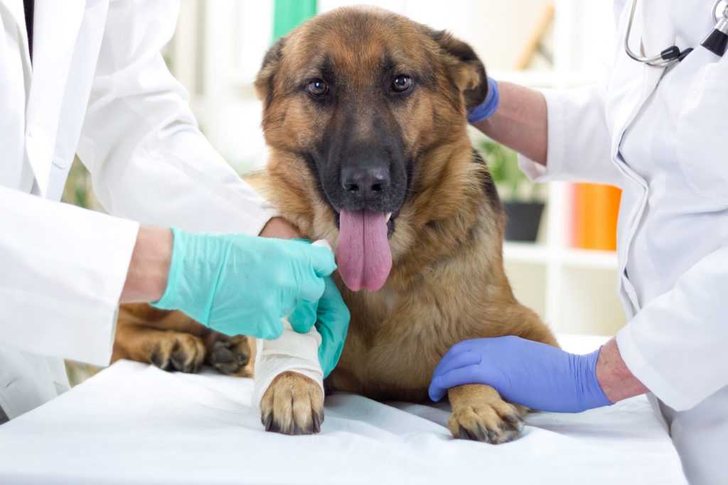 Болезнь лайма (боррелиоз) у собак: симптомы, диагностика, лечение и профилактика болезни
болезнь лайма (боррелиоз) у собак: симптомы, диагностика, лечение и профилактика болезни
