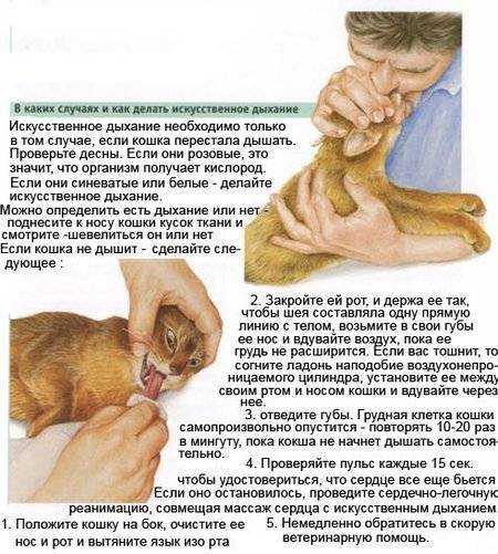 Кожные болезни кошек - симптомы и лечение
