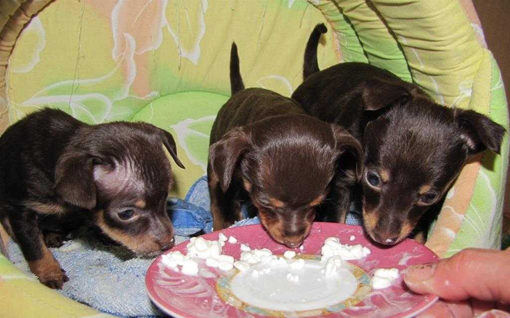Чем и как кормить щенка: примерное меню, рацион в зависимости от возраста