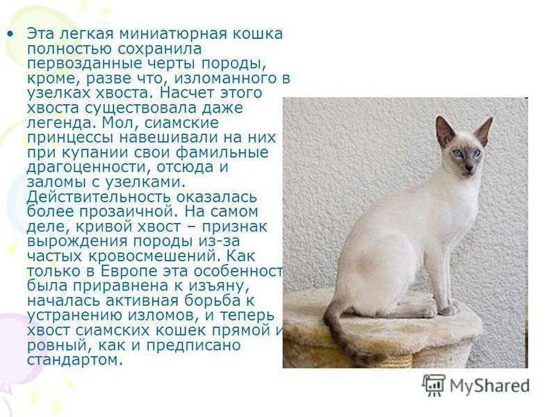 Гималайская кошка — особенности и характеристика породы, поведение и темперамент кошки, 62 фото