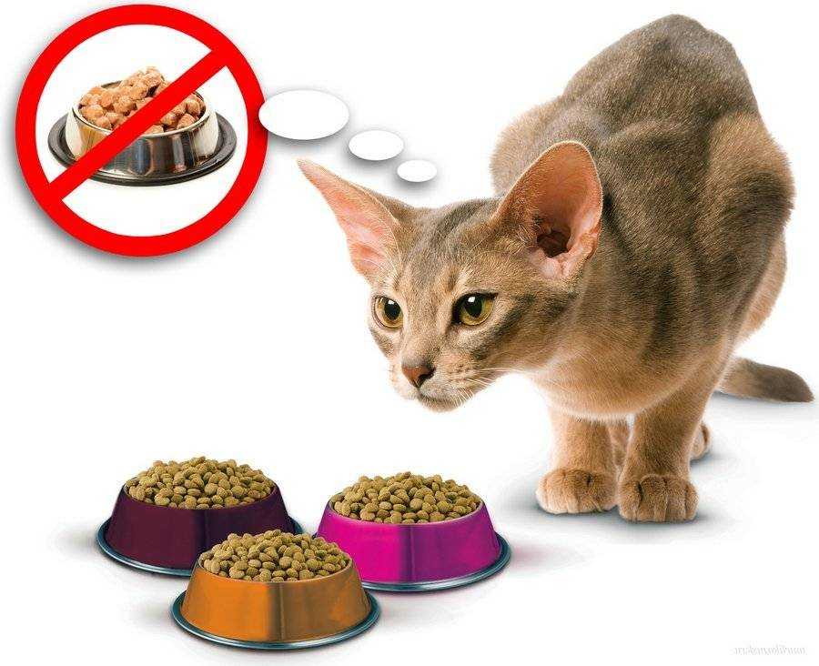 Как отучить кота от сухого корма? переводим кошку на домашнюю еду