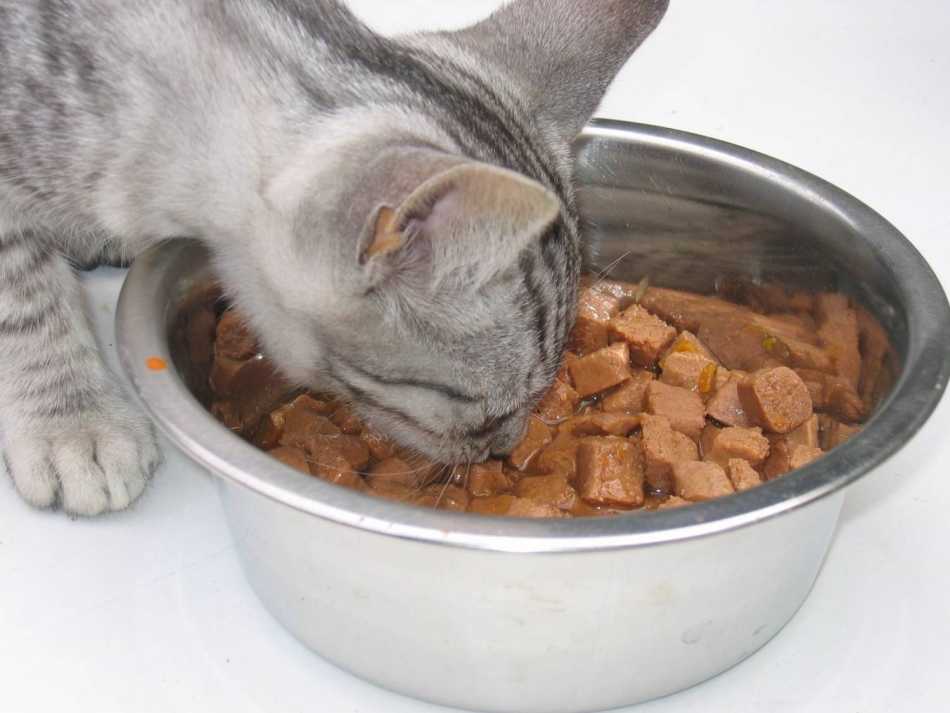 Можно ли кормить кошку только сухим кормом