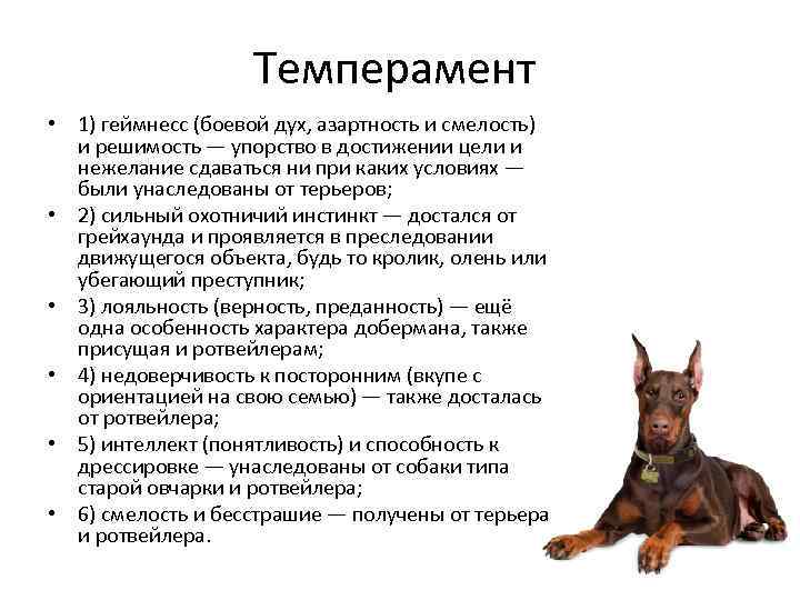 Доберман: описание породы, характер собаки и щенка, фото, цена