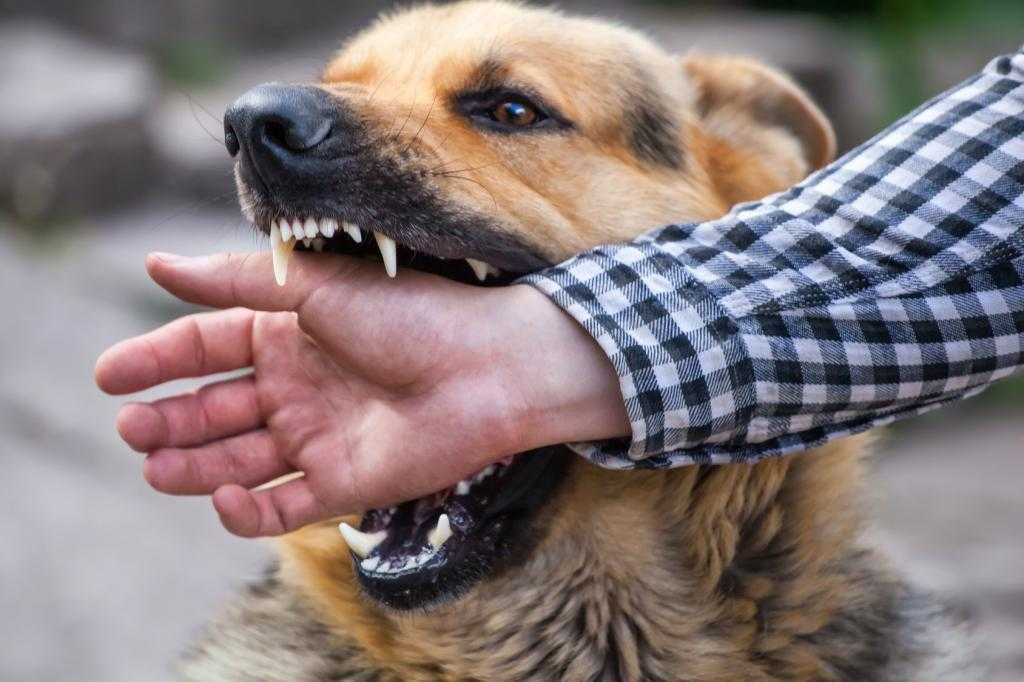 Почему собака может рычать на хозяина и кусать его: что можно сделать