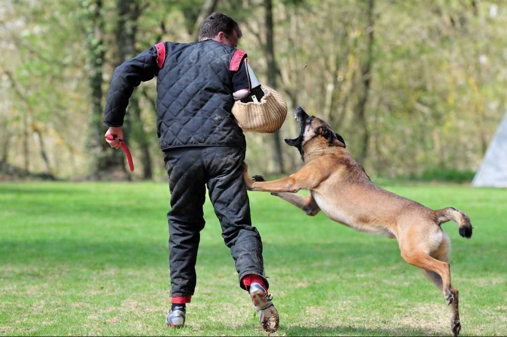 Собака рычит на хозяина: причины агрессивного поведения, как отучить, как наказывать