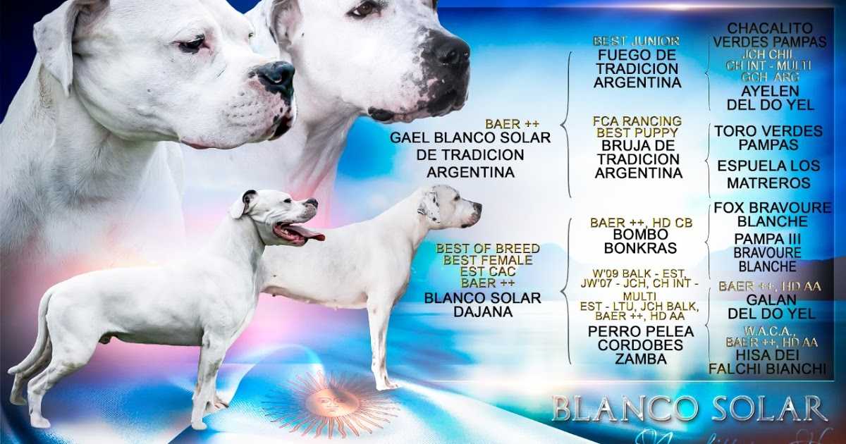Аргентинский дог - все о породе собак от а до я! фото, характер, внешний вид, что едят, сколько живут, повадки