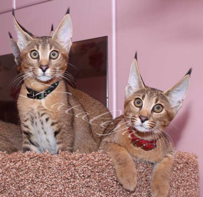 Порода домашних кошек с кисточками на ушах: домашние коты с большим хвостом, без хвоста, похожие на рысь