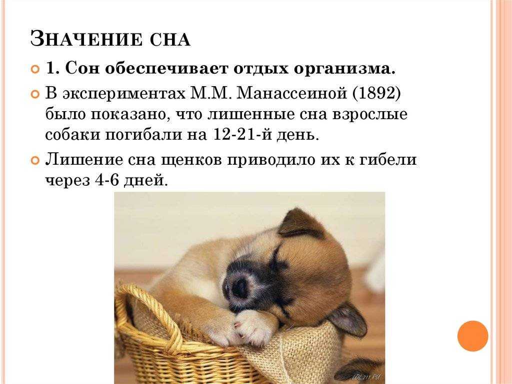 Листаем сонник: собака лает. толкование сна, его значение и выбор сонника - tolksnov.ru