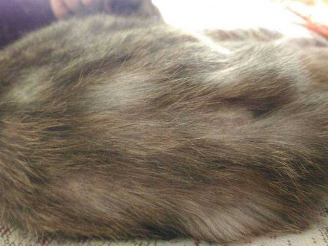 Почему у кошки лысеет и облезает хвост: причины и лечение
