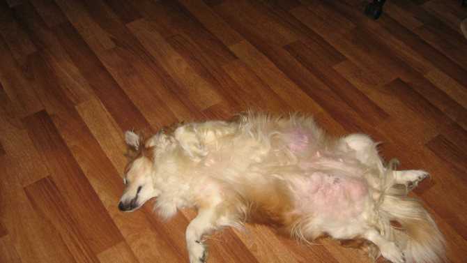 Воспаление петли у собаки. пиометра у собак: причины развития, симптомы, основные методы лечения. пиометра у собак и ее симптомы