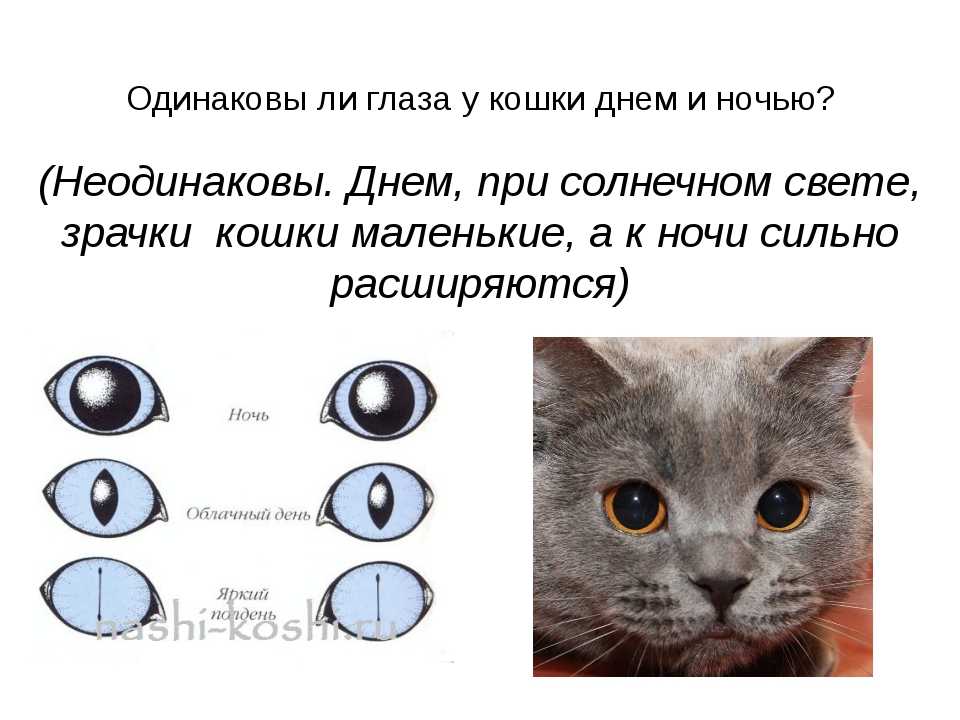 Почему у котят меняется цвет глаз и когда это происходит