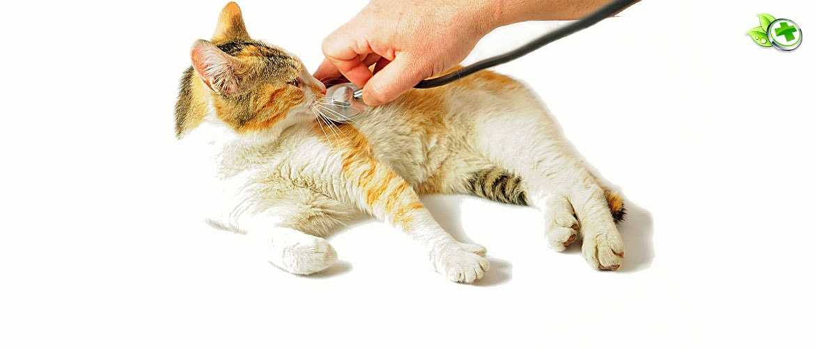 Отравление у кошки — симптомы