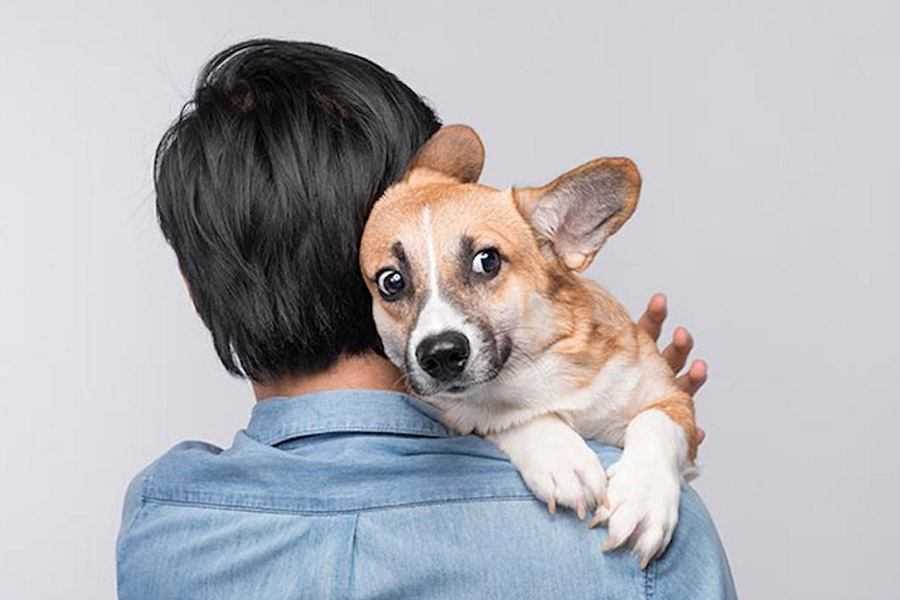 Коррекция нежелательного поведения собаки или как не нажить себе врага
