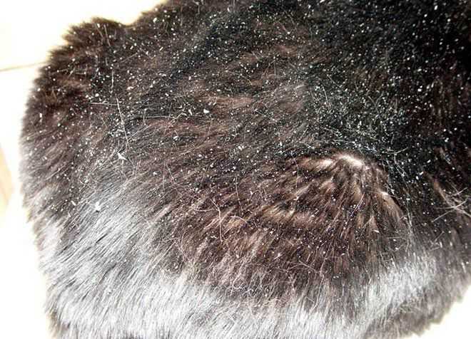 Кошка лысеет — почему и что делать?