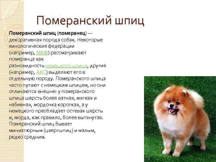 Пти брабансон собака. описание, особенности, уход и цена породы | sobakagav.ru