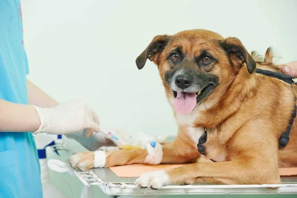 Повышенная температура тела у собаки. ветеринарная  клиника "зоостатус"