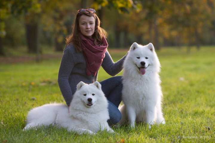 Самоед: самоедская собака (лайка): фото и описание, характер и цена породы