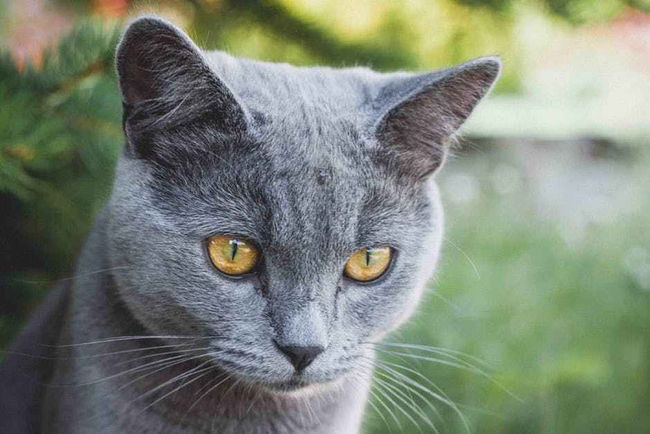 Породы кошек с зелеными глазами - фото и описание