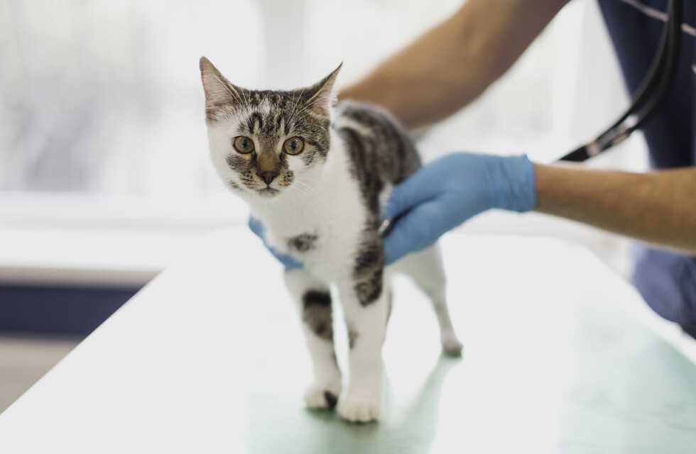 Правильная подготовка кошки к операции по стерилизации