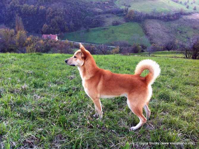 Ханаанская собака: фото и описание породы