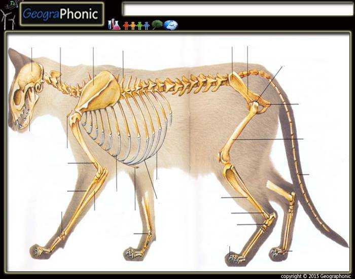 Рисуем животных: кошки и их анатомия