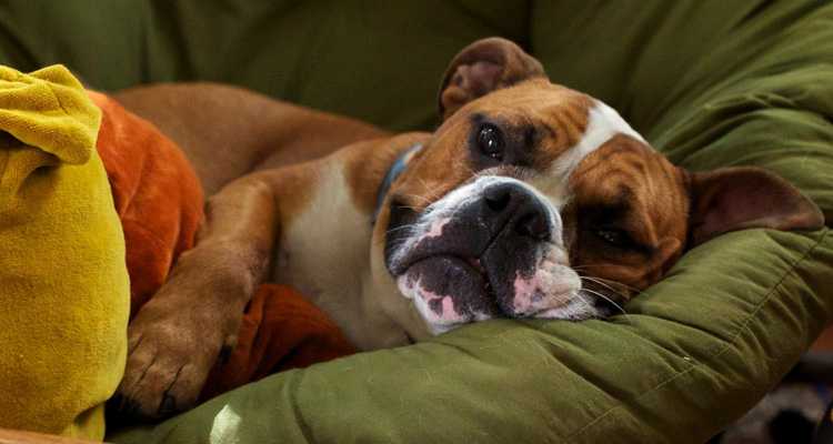 Болезнь аддисона у собак: причины, симптомы, лечение | блог ветклиники "беланта"