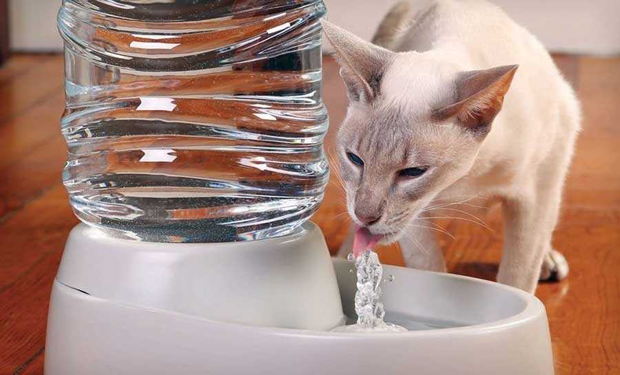 Что делать если кошка перестала пить воду и совсем не ест? — petstory