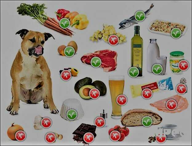 Разбираемся какие фрукты можно собакам: рекомендации по введению в прикорм