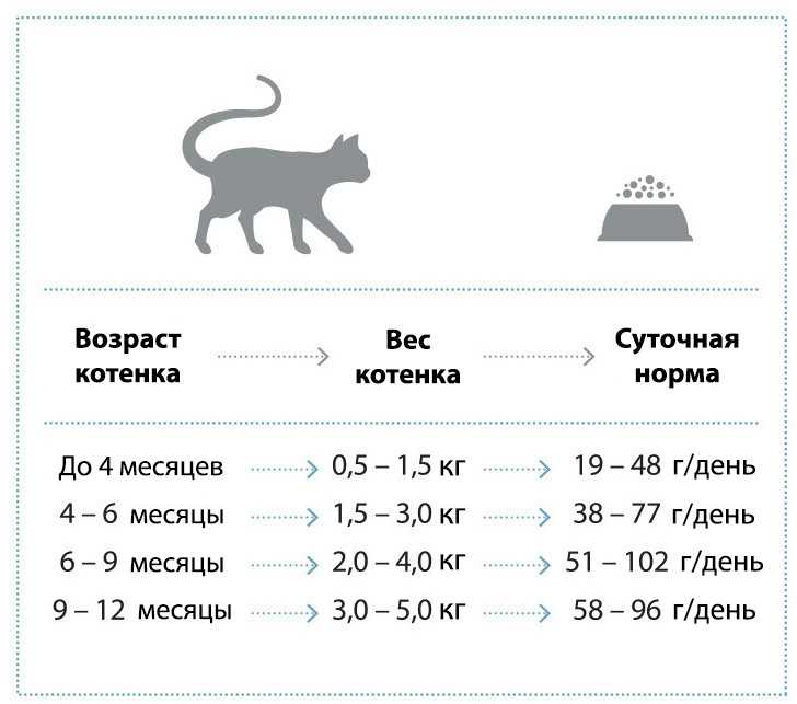 Таблица веса кошек по годам