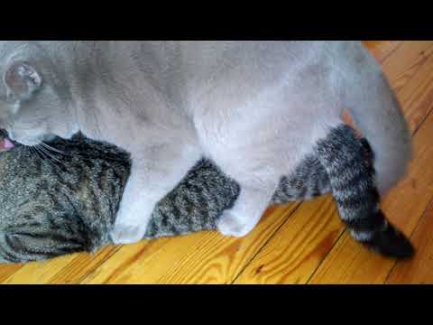 Как подготовить кота к первой вязке | блог ветклиники "беланта"
