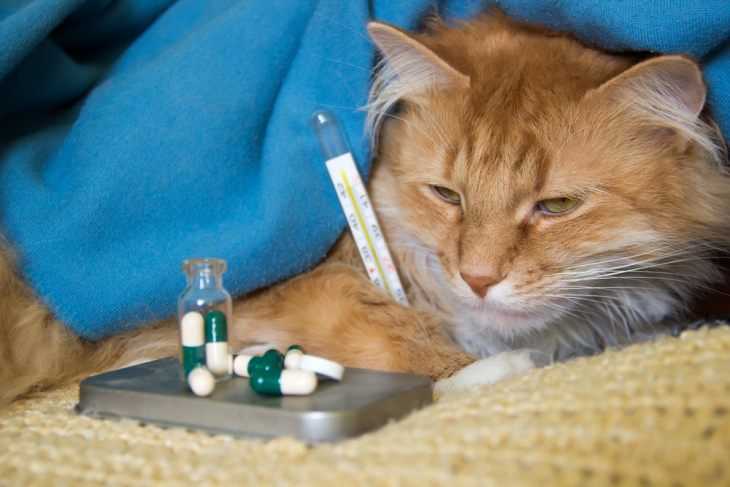 Кошачий кашель может стать признаком различных заболеваний, поэтому необходимо не просто обратить внимание на симптомы и лечение кашля у кошек, но и на причину,