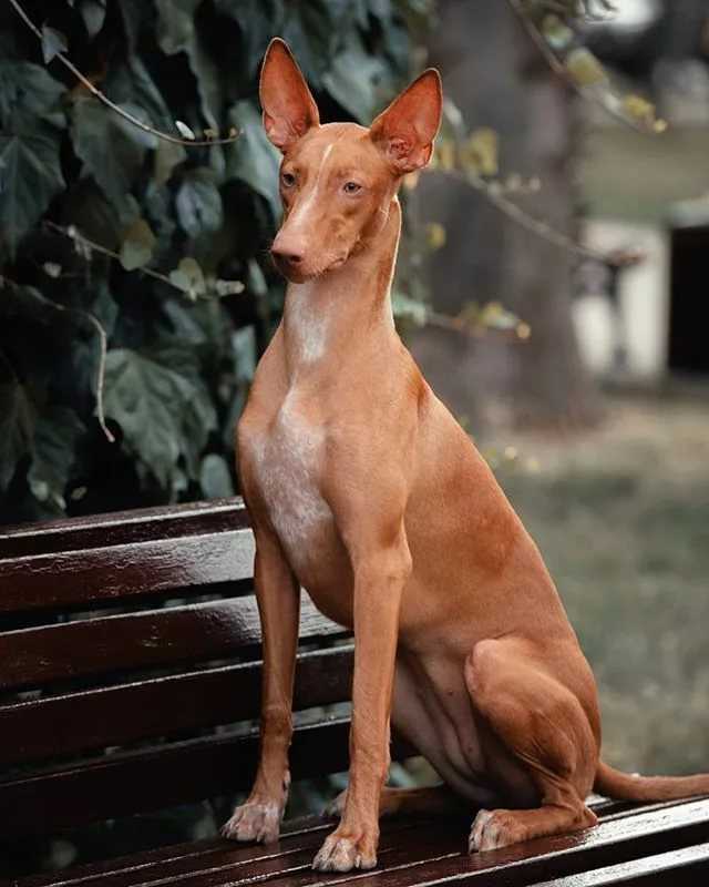 Фараонова собака. описание, особенности, уход и цена фараоновой собаки | sobakagav.ru