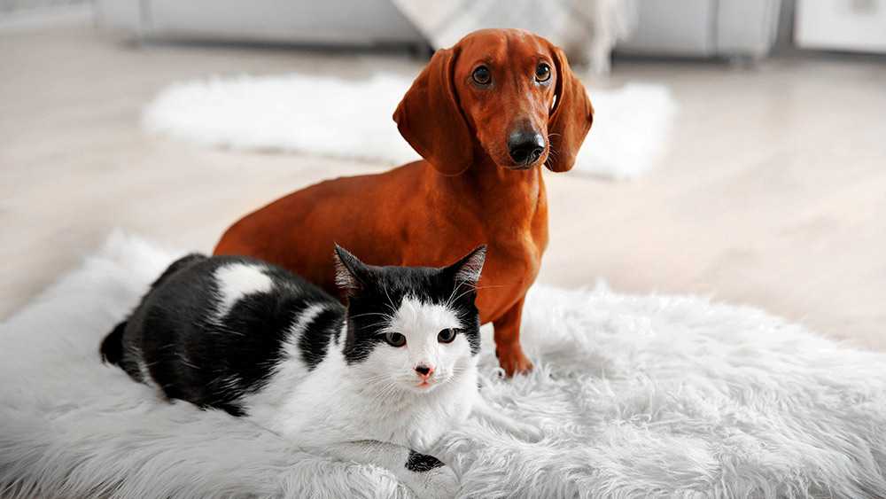 6 способов как подружить кошку с собакой в квартире