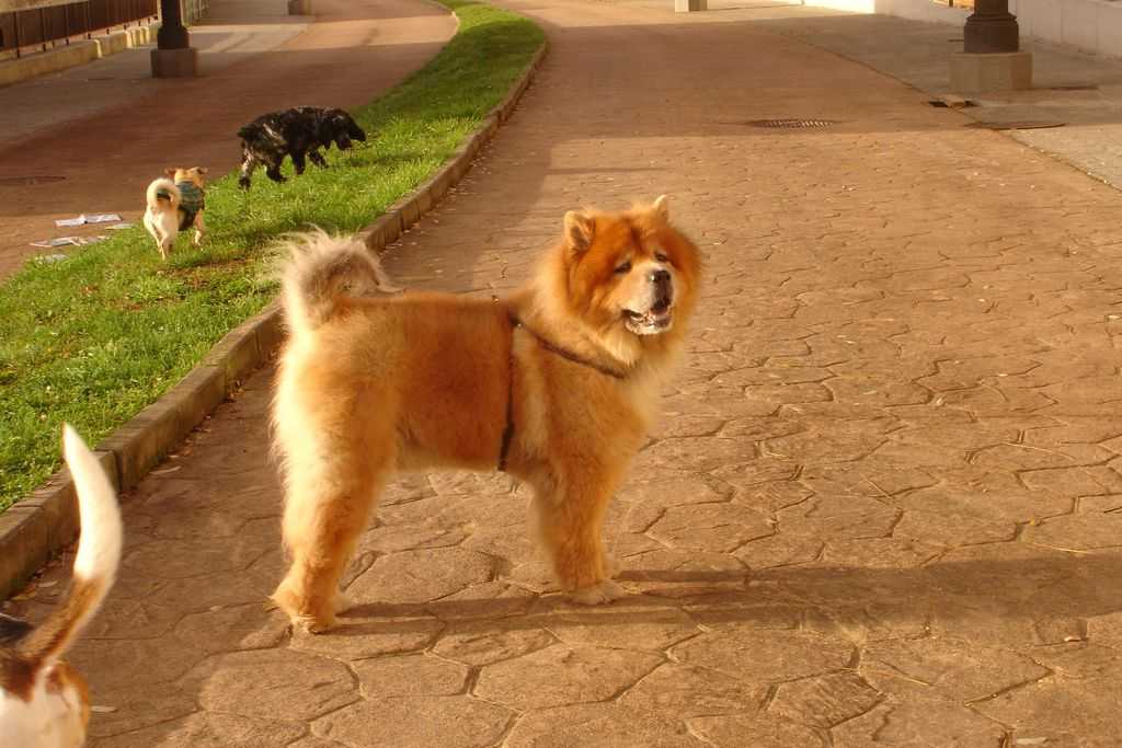 Чау-чау — собака не для каждого, характеристика, описание породы, интеллект