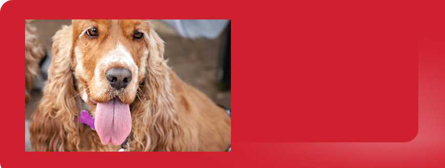 Гипотермия у собак. причины, симптомы и лечение гипотермии