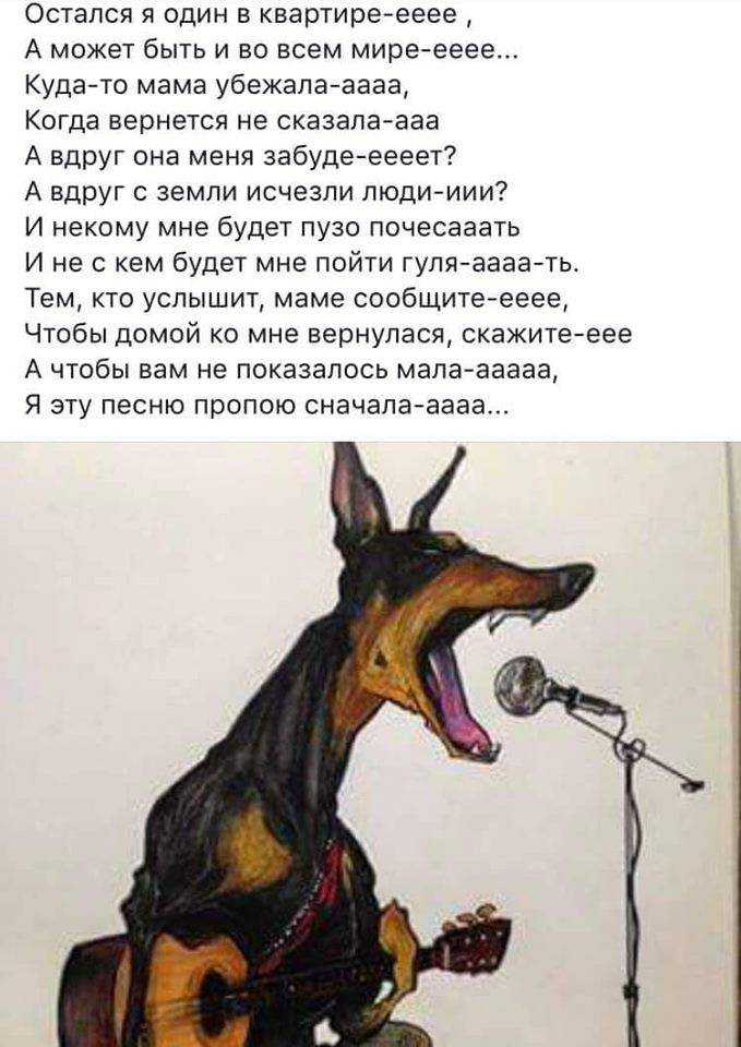 К чему воет собака во дворе, на улице, у соседей, дома? приметы :: syl.ru