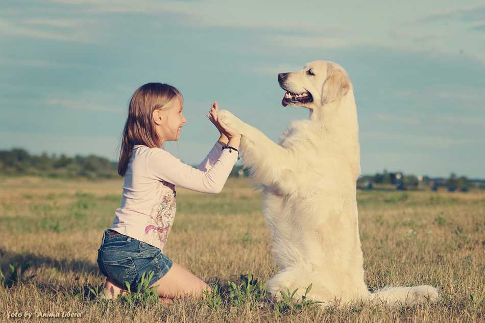 Как воспитать собаку: 15 правил, которые помогут вам стать вожаком
