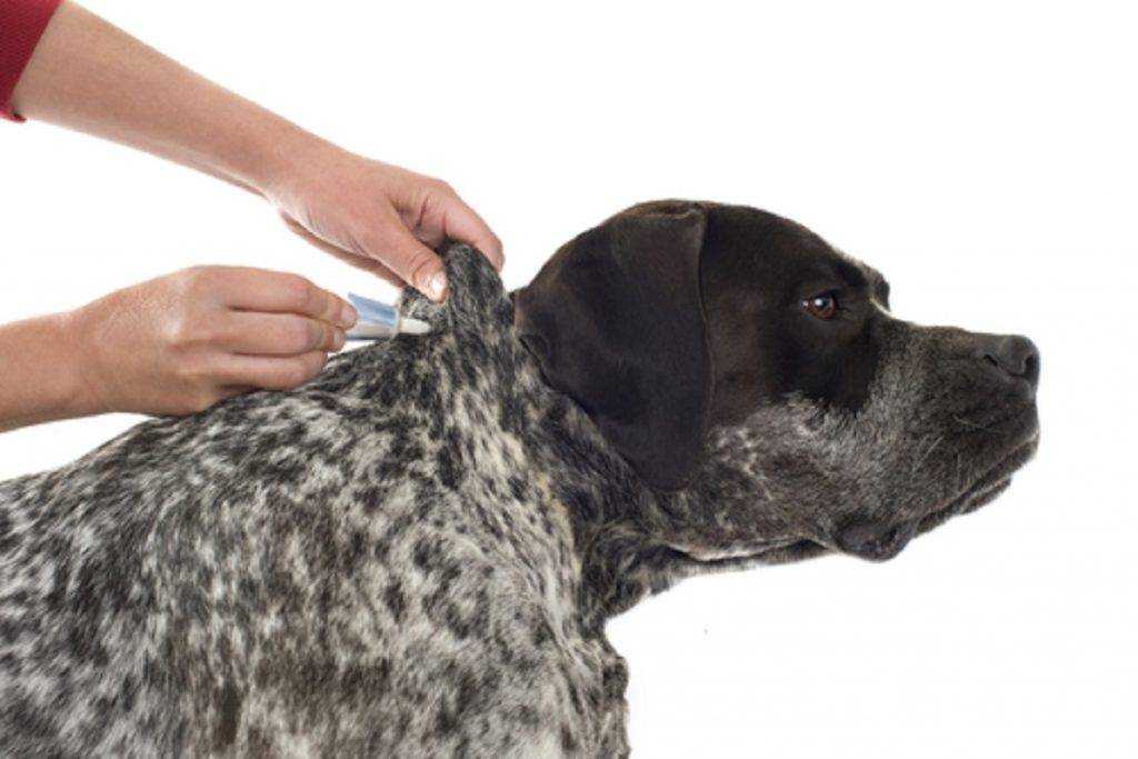 Как защитить собаку от клещей – есть ли такая страховка для животных?