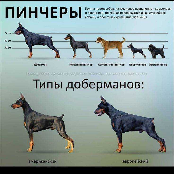 ᐉ описание породы собак лангхаар (немецкая длинношёрстная легавая)с отзывами владельцев и фото - zoogradspb.ru